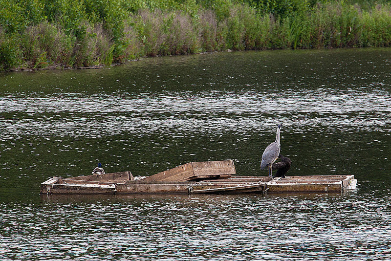 20120615 0614RAw [D-BI] Graureiher (Ardea cinerea), Kormoran (Phalacrocorax carbo), Bielefeld
