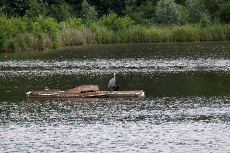20120615 0613RAw [D-BI] Graureiher (Ardea cinerea), Kormoran (Phalacrocorax carbo), Bielefeld