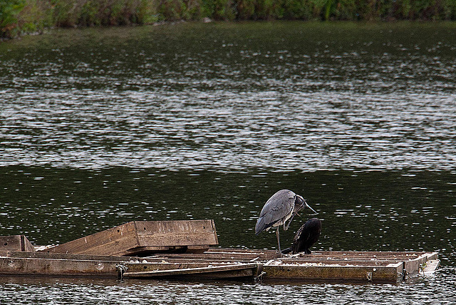 20120615 0615RAw [D-BI] Graureiher (Ardea cinerea), Kormoran (Phalacrocorax carbo), Bielefeld