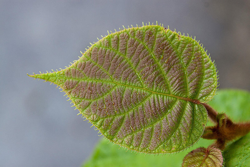 20120615 0617RAw [D-BI] Junges Blatt, Botanischer Garten, Bielefeld
