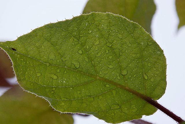 20120615 0622RAw [D-BI] fertiges Blatt, Regentropfen Botanischer Garten, Bielefeld