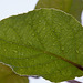 20120615 0622RAw [D-BI] fertiges Blatt, Regentropfen Botanischer Garten, Bielefeld