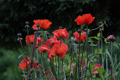 20120615 0628RAw [D-BI] Mohn, Botanischer Garten, Bielefeld