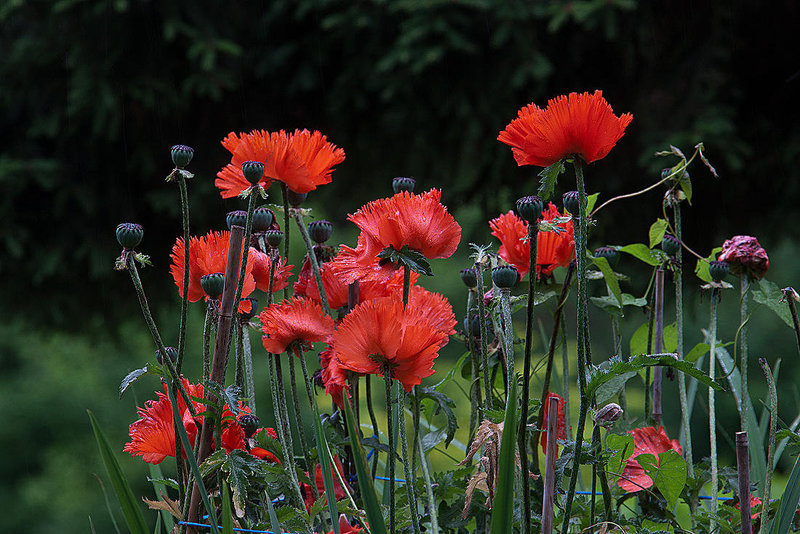 20120615 0628RAw [D-BI] Mohn, Botanischer Garten, Bielefeld