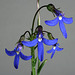 The intense blue of Lobelia rhombifolia.