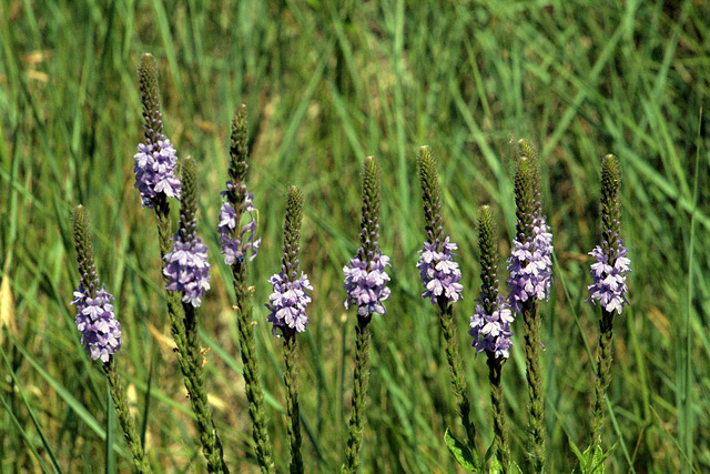 Blue Vervain