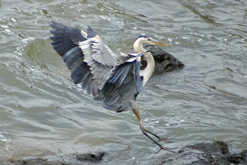 Landing Gear Deployed