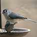 Tufted Titmouse