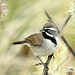 Black-Throated Sparrow