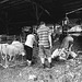Sheep shearing (15)