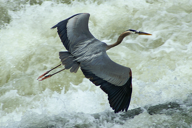 Heron in Flight