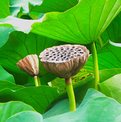 Lotusblätter und Fruchtstand