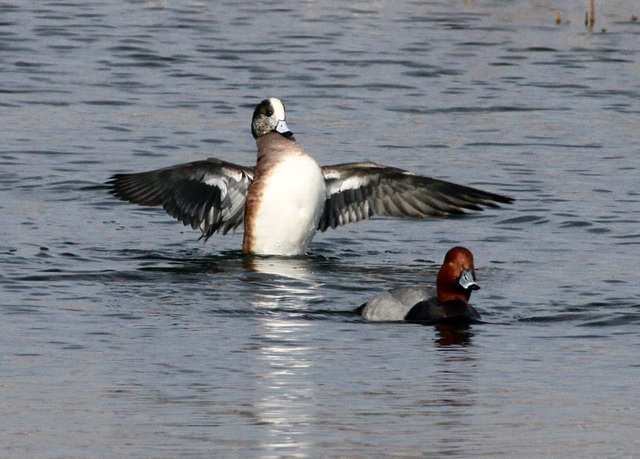 American Wigeon pursues Redhead