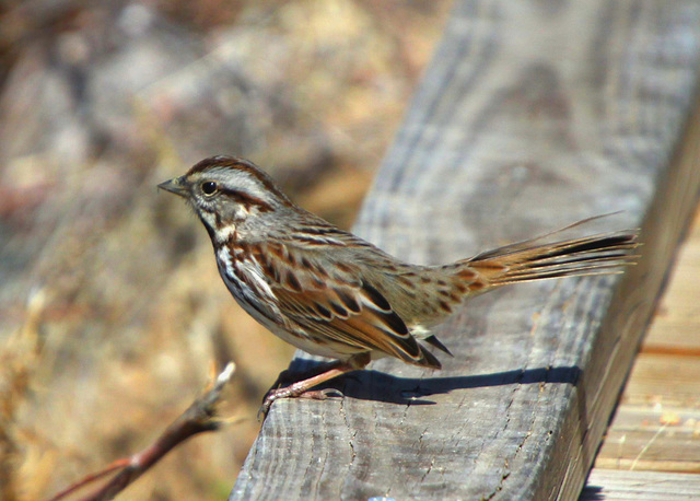 Song Sparrow