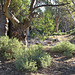 Red Gum and Rhagodia