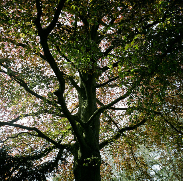 A big tree...