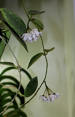 Hoya thomsonii