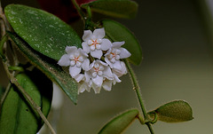 Hoya thomsonii