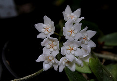 Hoya thomsonii