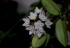 Hoya thomsonii