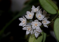 Hoya thomsonii