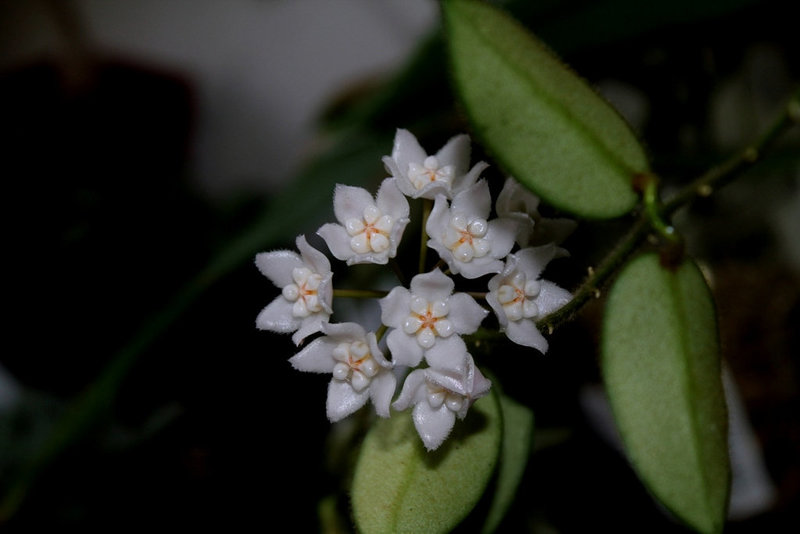 Hoya thomsonii