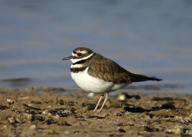 Killdeer