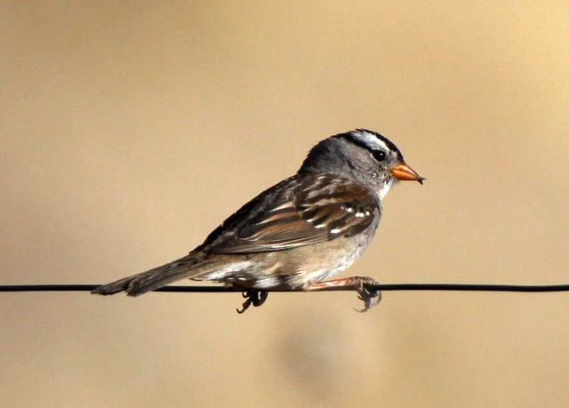 Cross-billed Sparrow
