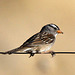 Cross-billed Sparrow