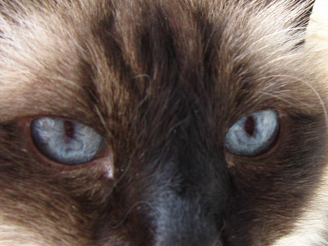 Harry, Yvee's cat with gorgeous eyes