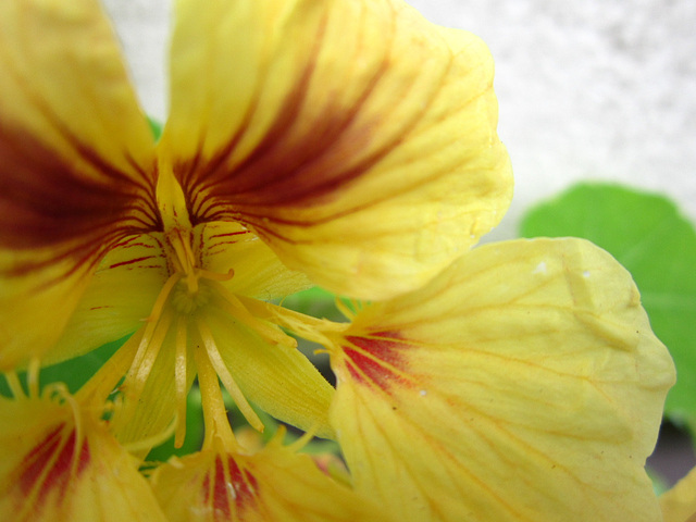 Pale yellow nasturtium