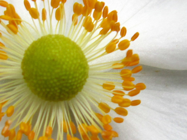 Close-up of stamens of the anemone