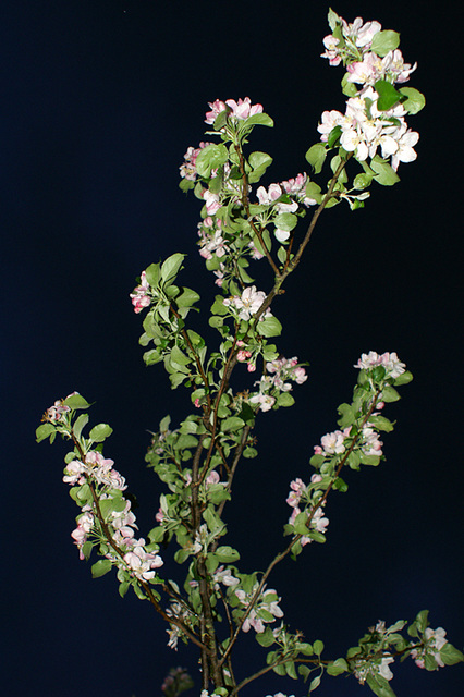 apple blossom