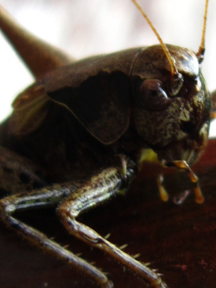 Grasshopper