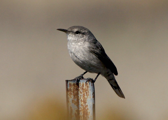 Rock Wren (Salpinctes obsoletus)