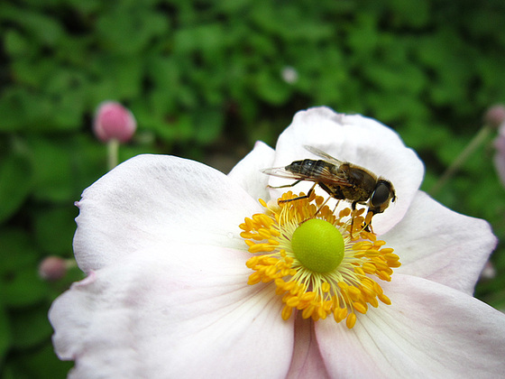 making nectar for the hive