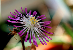 Delosperma floribundum