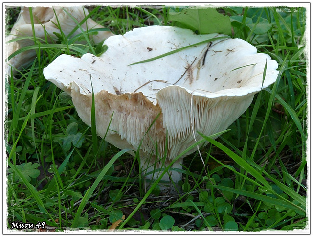 CHAMPIGNON