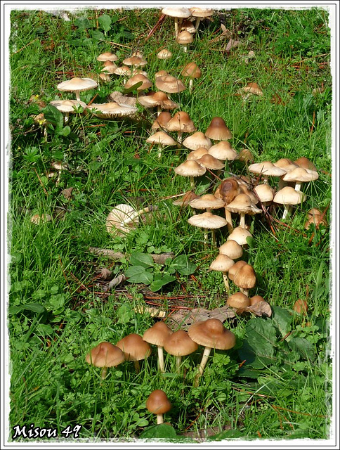 CHAMPIGNONS