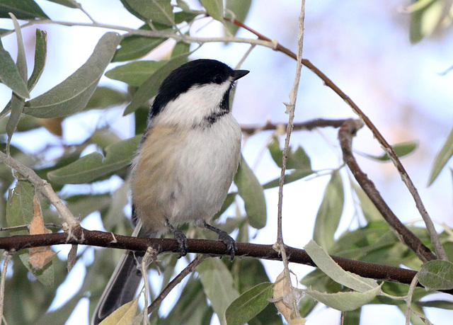 Black-Capped Chickadee