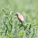 Dickcissel (Spiza americana)