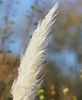 Natur