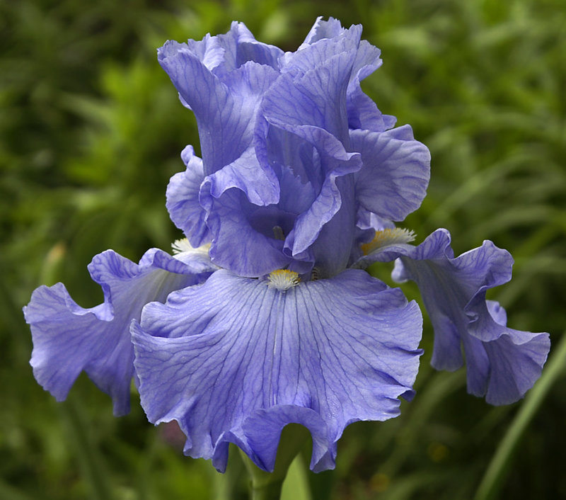 Monet's Blue