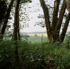 Bluebells and a view