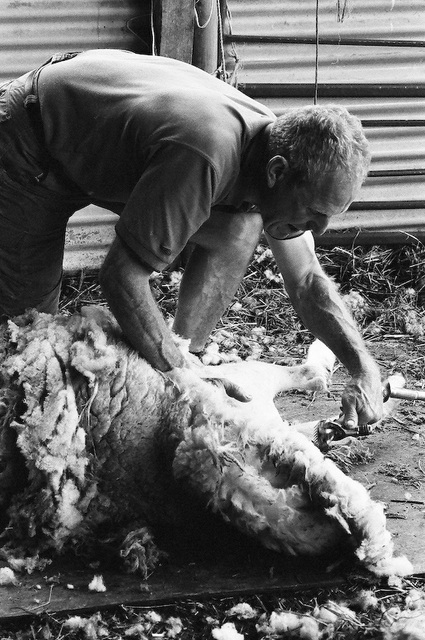 Sheep shearing (10)