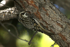 Brown Creeper