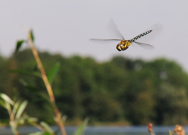 Dragonfly