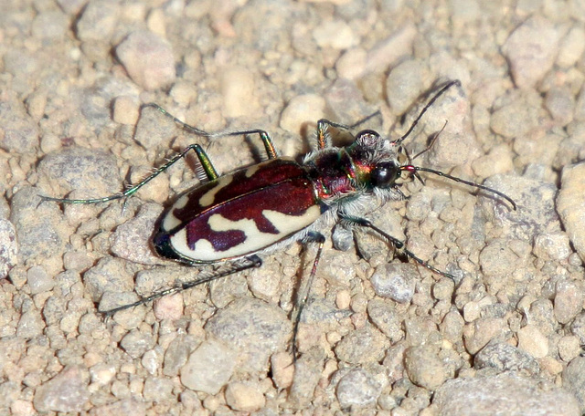 Bent's Beetle