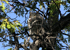 Great Horned Owl