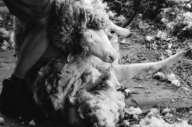 Sheep shearing (11)